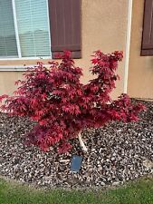 Red green japanese for sale  Fresno