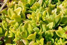 Aptenia cordifolia 15cm for sale  Shipping to Ireland