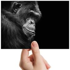 Chimpanzee gorilla monkey for sale  SELBY