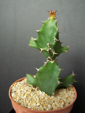 Euphorbia tortilis african for sale  Miami