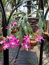  SCHLUMBERGERA OPUNTIOIDES - VERY RARE for sale  Shipping to South Africa