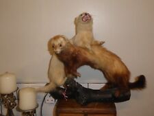 Vintage taxidermy ferret for sale  BANWELL