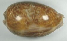 Cypraea cervus 102.09mm for sale  Carlsbad