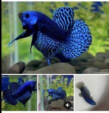 Wild blue alien for sale  RICHMOND