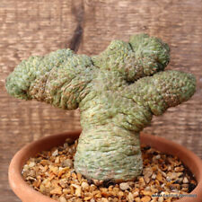 Rare trichocaulon cactiforme for sale  Shipping to United Kingdom
