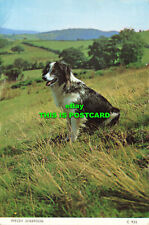 L213279 welsh sheepdog. for sale  MAIDSTONE