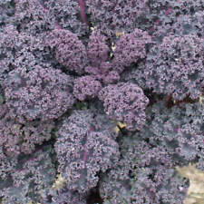 50 Graines de Chou Kale Scarlet, Brassica Oleracea, used for sale  Shipping to South Africa