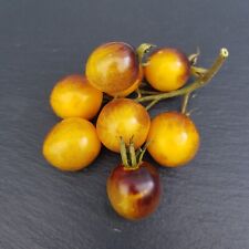 Antho gelb cherrytomaten gebraucht kaufen  Leonberg