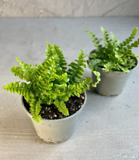 Baby fern mix for sale  ISLEWORTH