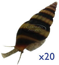 Assassin snail live for sale  LEICESTER
