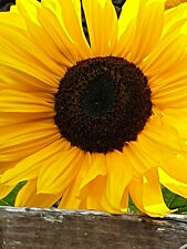 Riesensonnenblume titan helian gebraucht kaufen  Versmold