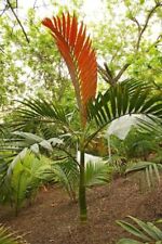 Flame thrower palm for sale  ELY