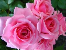 Gene boerner rose for sale  Norwalk