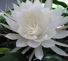 Epiphyllum oxypetalum two for sale  Canada