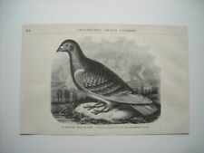 Gravure 1873. pigeon d'occasion  Laxou