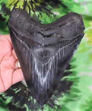 Megalodon Sharks Tooth 5 13/16" inch VERY NICE fossil sharks teeth tooth for sale  Shipping to South Africa
