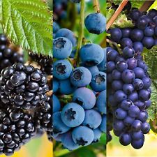 Blueberry blackberry grape for sale  GLASGOW