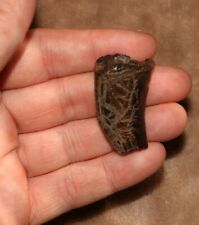 Tyrannosaurus rex tooth for sale  Scottsdale