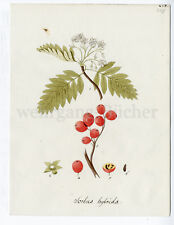 1790 handfarbige botanische gebraucht kaufen  München