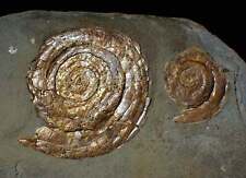 Multi psiloceras ammonite for sale  BRISTOL