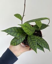 Hoya callistophylla rare for sale  CHERTSEY