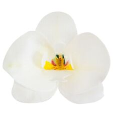 Orchidea bianca fiore usato  Ruvo Di Puglia
