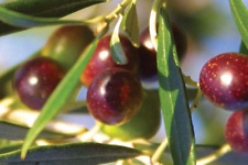 Albero ulivo olivo usato  Corato