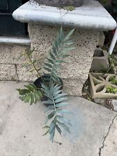 encephalartos arenarius for sale  Long Beach