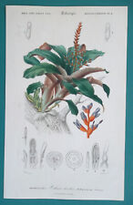 TWO-COLOR AECHMEA Tropical Plant Flower - 1849 COLOR Botanical Print for sale  Shipping to South Africa