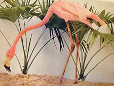 1897 picture flamingo for sale  Wichita