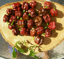 Chocolat habanero graines for sale  Shipping to Ireland