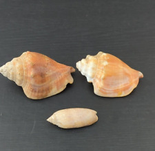 Lot sea shells for sale  Orange