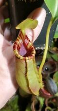 Nepenthes robcantleyi lowii for sale  Shipping to Ireland