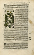 Used, Antique Print-Botany-Celandine-Othonna-Mattioli-p. 367-Anonymous-1572 for sale  Shipping to South Africa