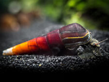 Cappuccino spike snail for sale  UK
