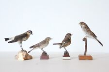 Taxidermy-hunting-chasse-präparat- Whinchat (+3) with permit, used for sale  Shipping to South Africa