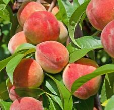 Dwarf peach tree for sale  ROCHESTER