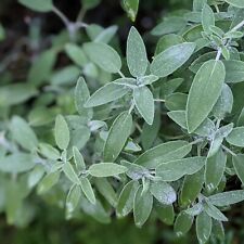 Sage herb plant for sale  GLASGOW