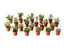 Baby succulent plant for sale  LONDON