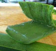 Queen aloe vera for sale  LONDON