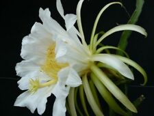 Hylocereus undatus ** Dragon fruit, pytaia (50 semi) for sale  Shipping to South Africa