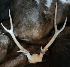Point set elk for sale  Tonasket