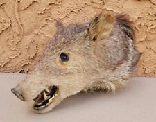 Vintage javelina peccary for sale  Chico