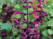 Salvia love wishes for sale  MARCH