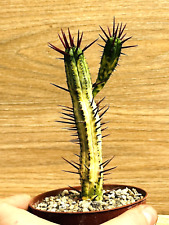Euphorbia enopla variegata usato  Baranzate