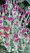 Rose campion seeds for sale  REDDITCH