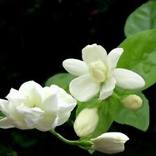 Arabischer jasmin blüten gebraucht kaufen  Raunheim