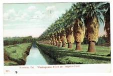 Usado, Postal Washingtonian Palms and Irrigation Canal Riverside California CA 1910 segunda mano  Embacar hacia Argentina