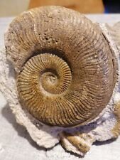 Ammonit gebraucht kaufen  Witten-Herbede