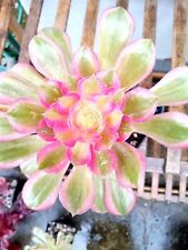 Aeonium goddess for sale  BIRCHINGTON